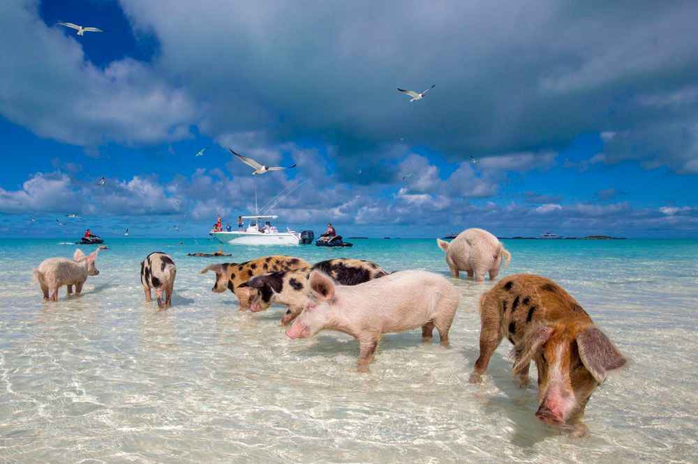 la baie des cochons