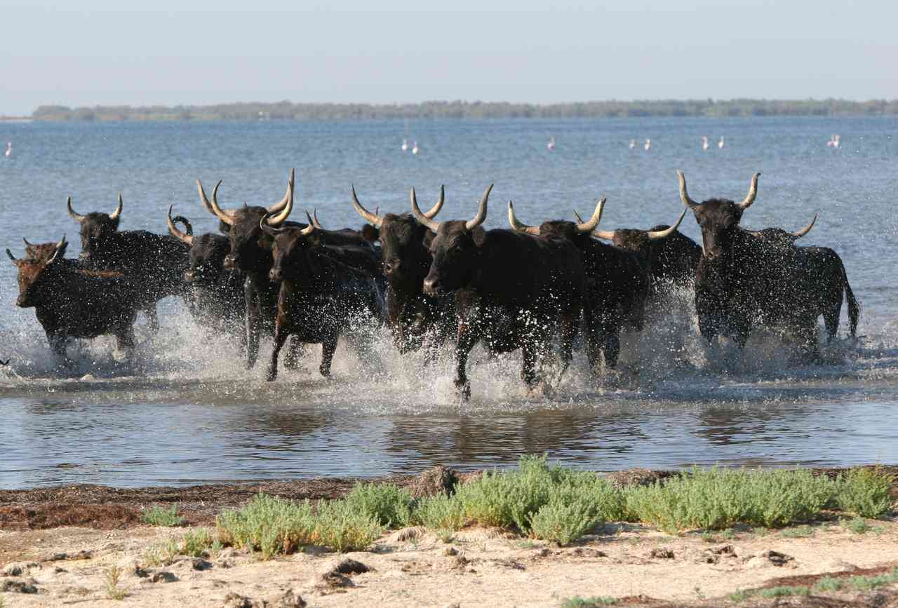 la camargue