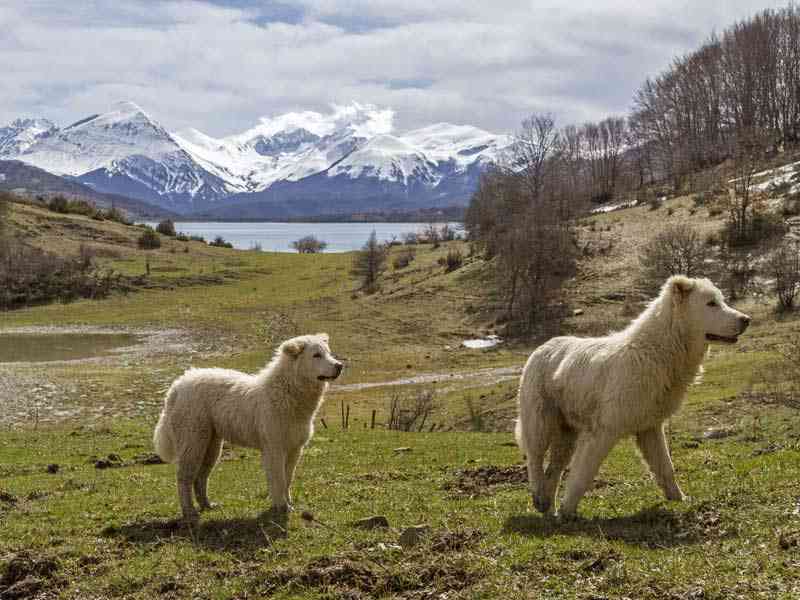 parc des abruzzes