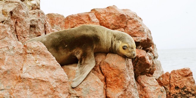 Iles Ballestas