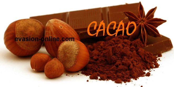 Cacao