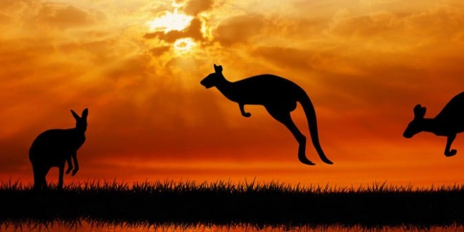 australie-paysage-kangourou