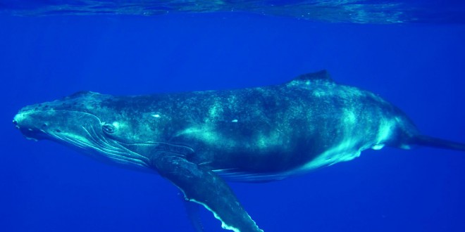 Baleine à Bosse sur Rurutu