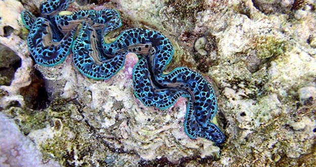 gastropode-marin
