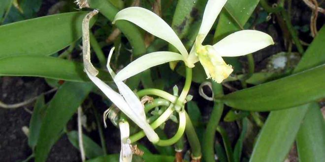 La vanille de Tahaa