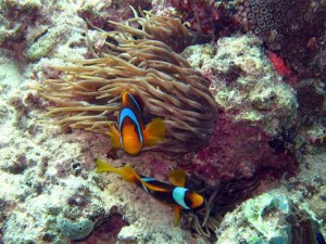 Plongée en Mer-Rouge
