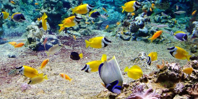 Poisson en Polynésie