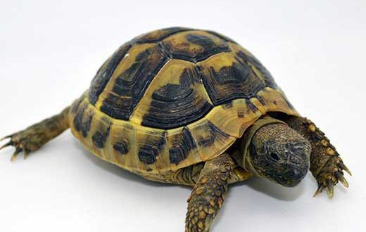 tortue