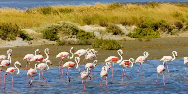 La Camargue