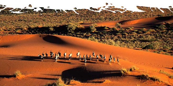 Kalahari-Desert