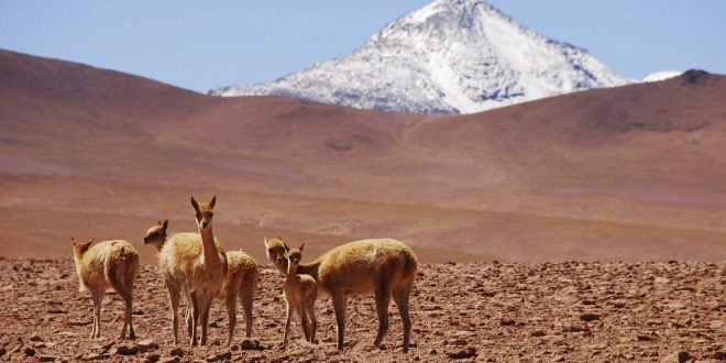 atacama - désert