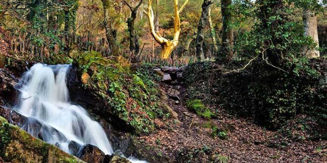 Forêt de Brocéliande