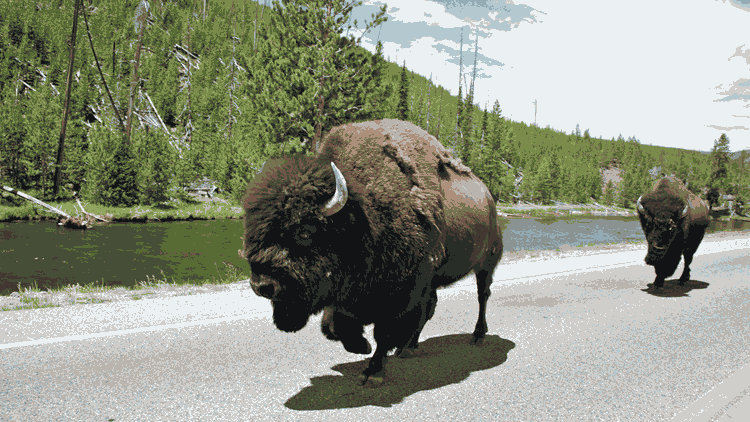 bison fute