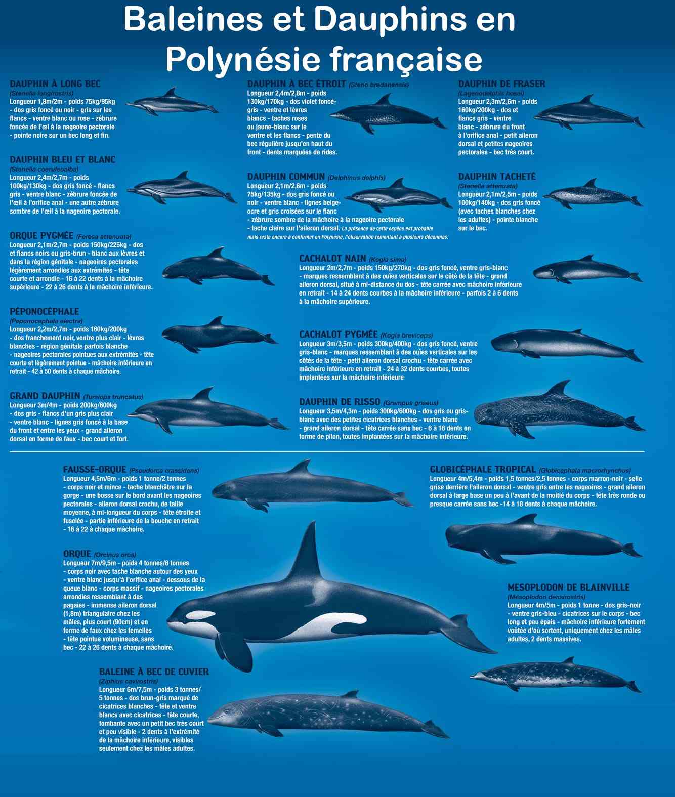 cetaces de polynesie