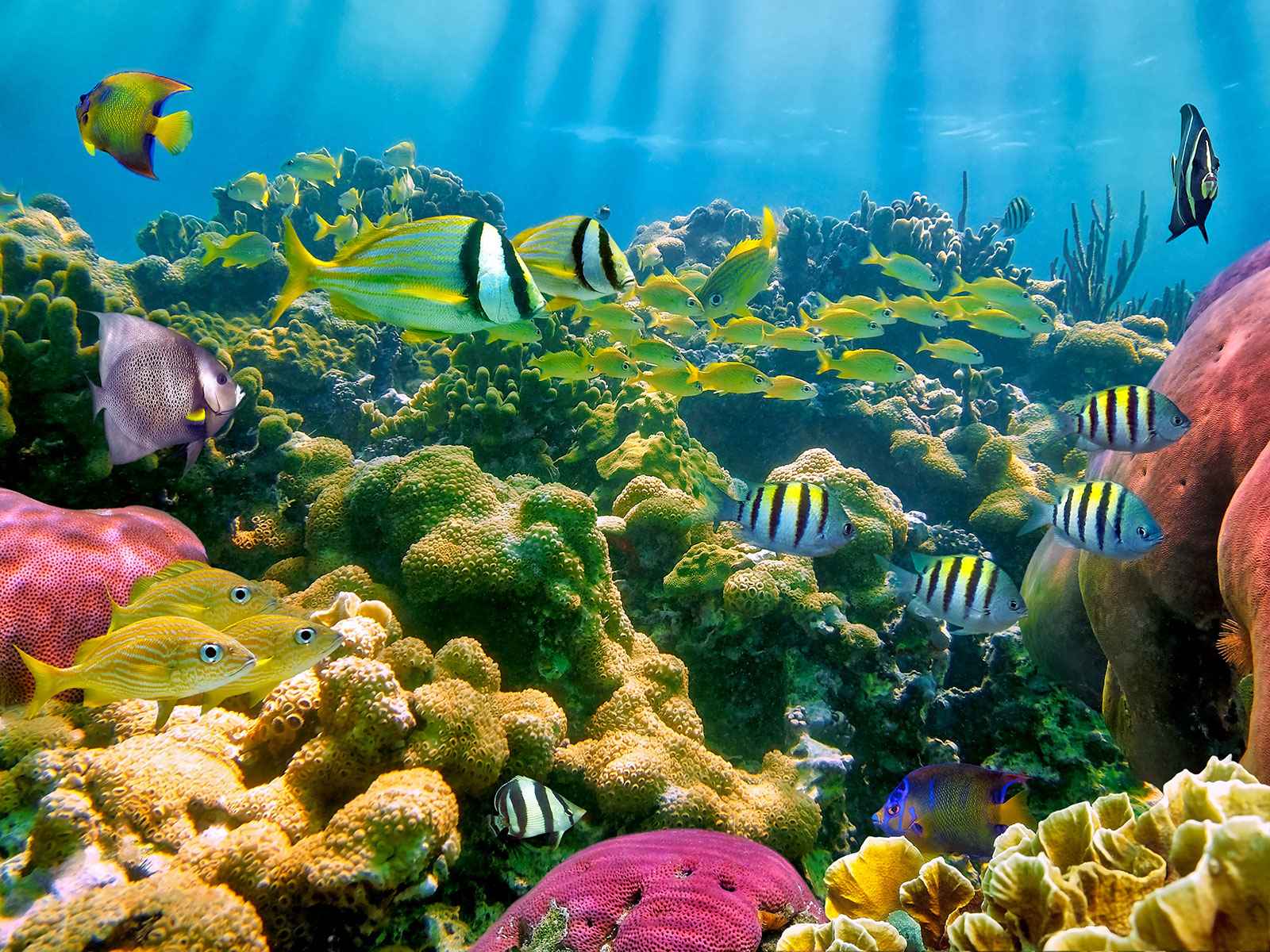 la reserve cousteau en guadeloupe