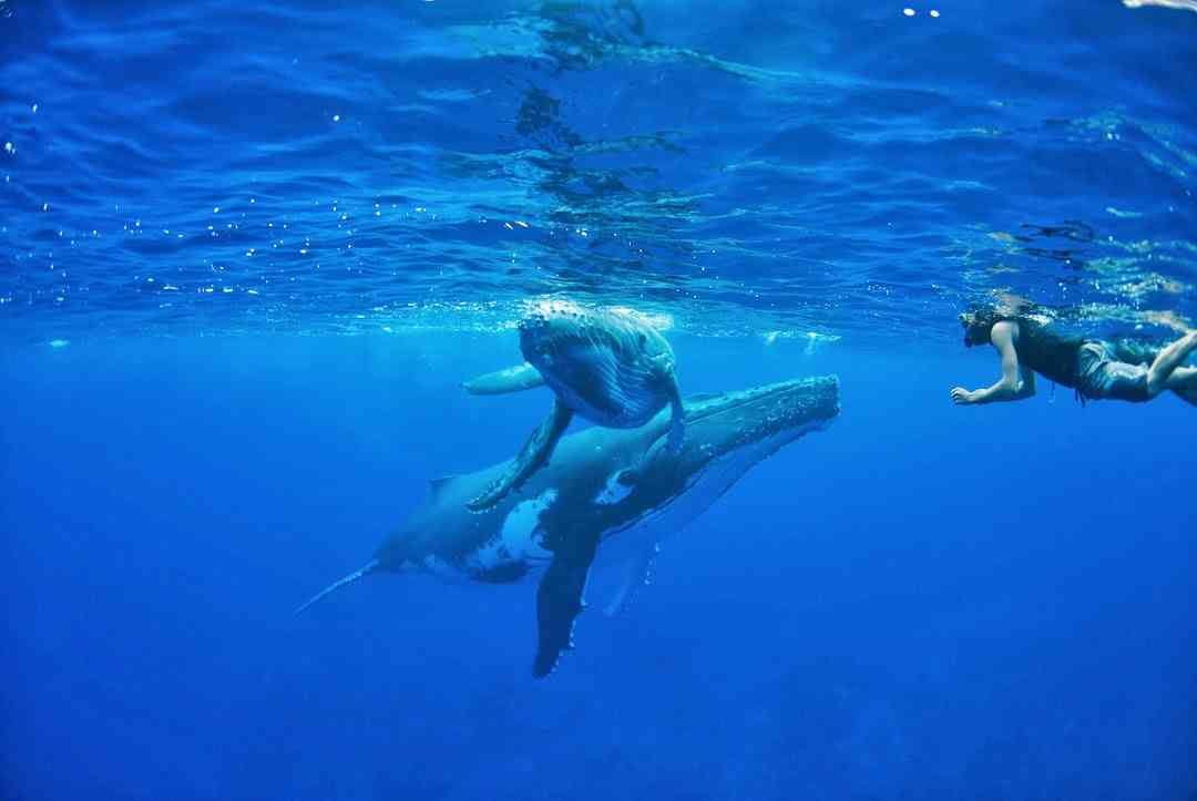 les baleines de polynesie