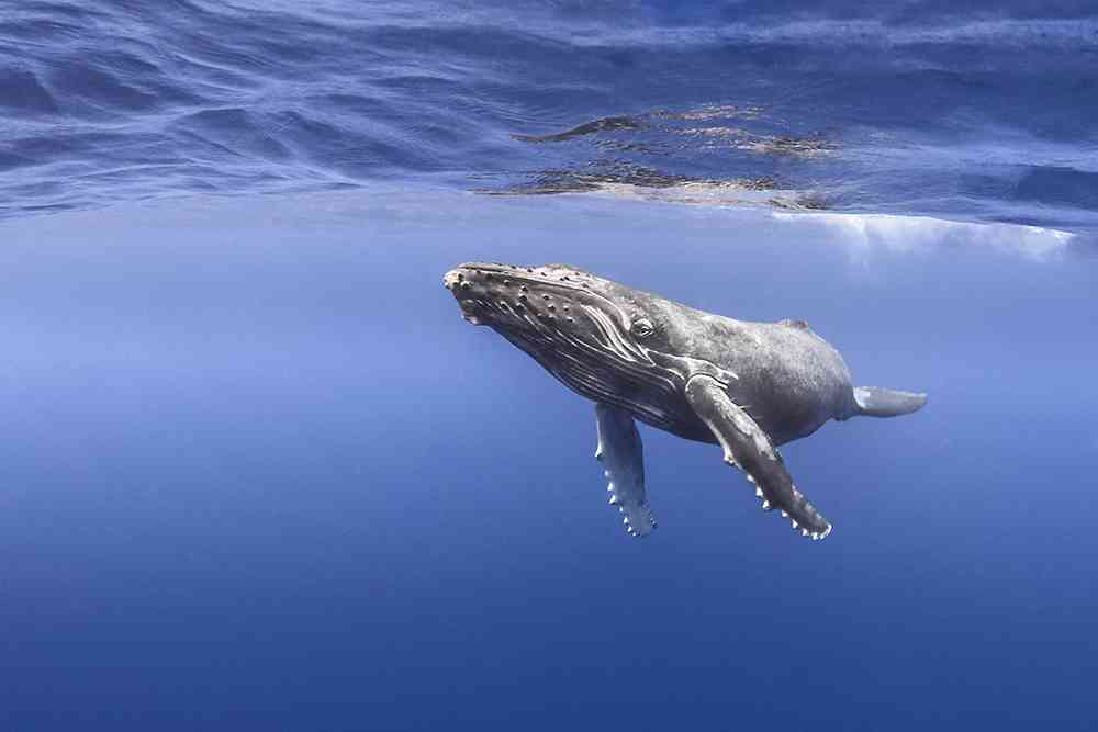 les baleines de polynesie