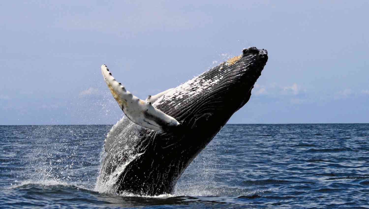 les baleines de rurutu