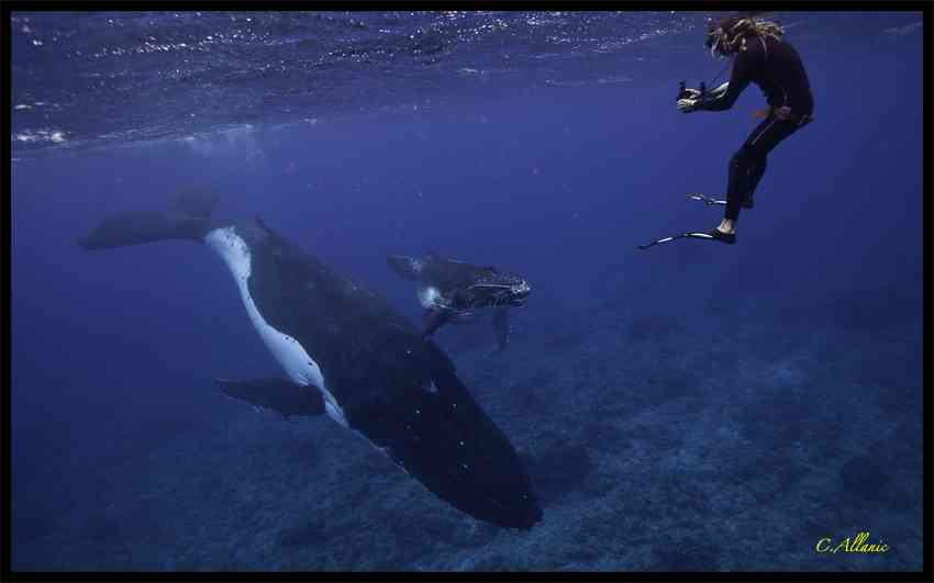 les baleines de rurutu
