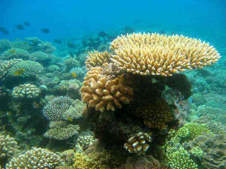 corail polynésien