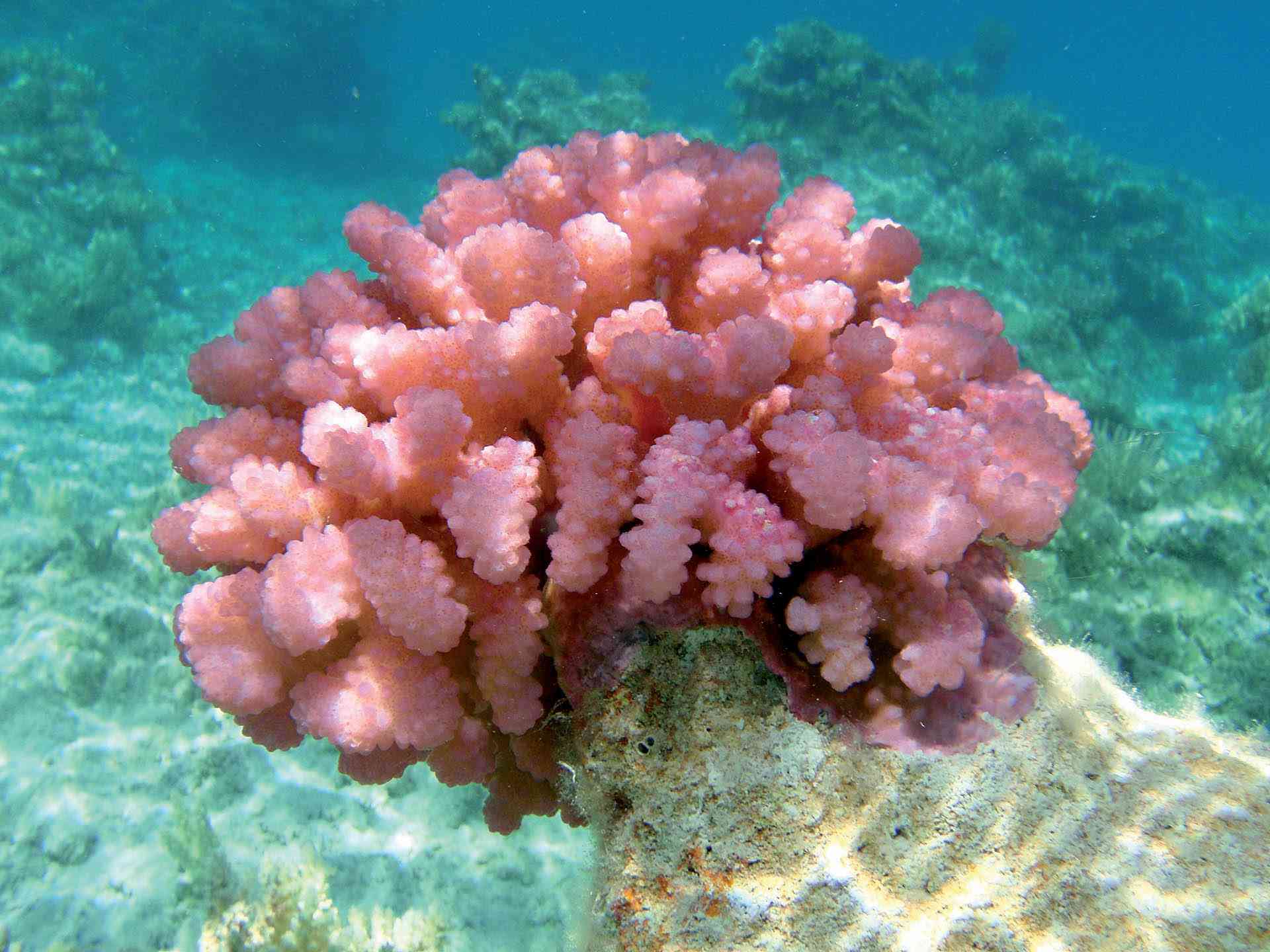 les coraux de polynesie