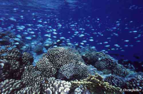les coraux de polynesie