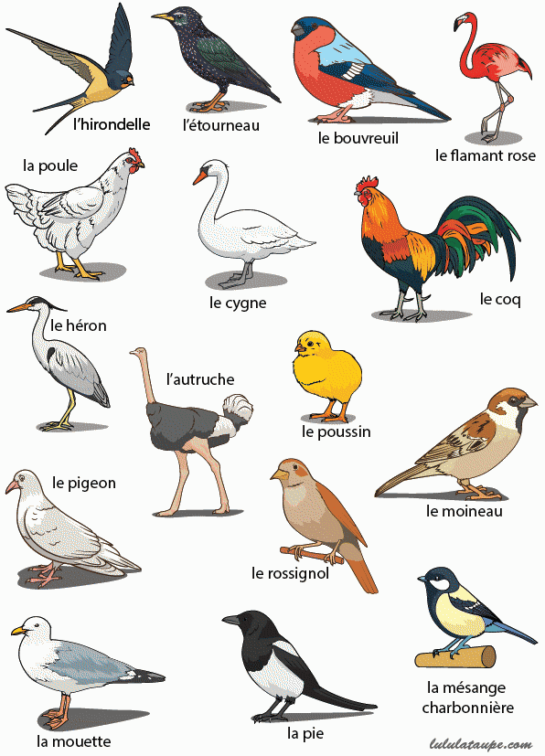les oiseaux