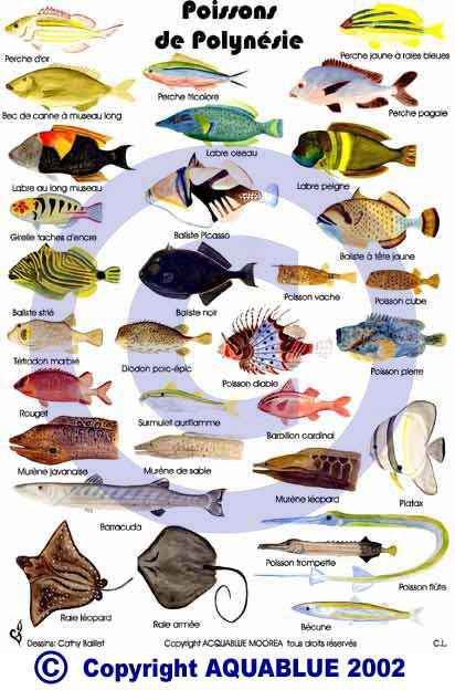 les poissons de polynesie