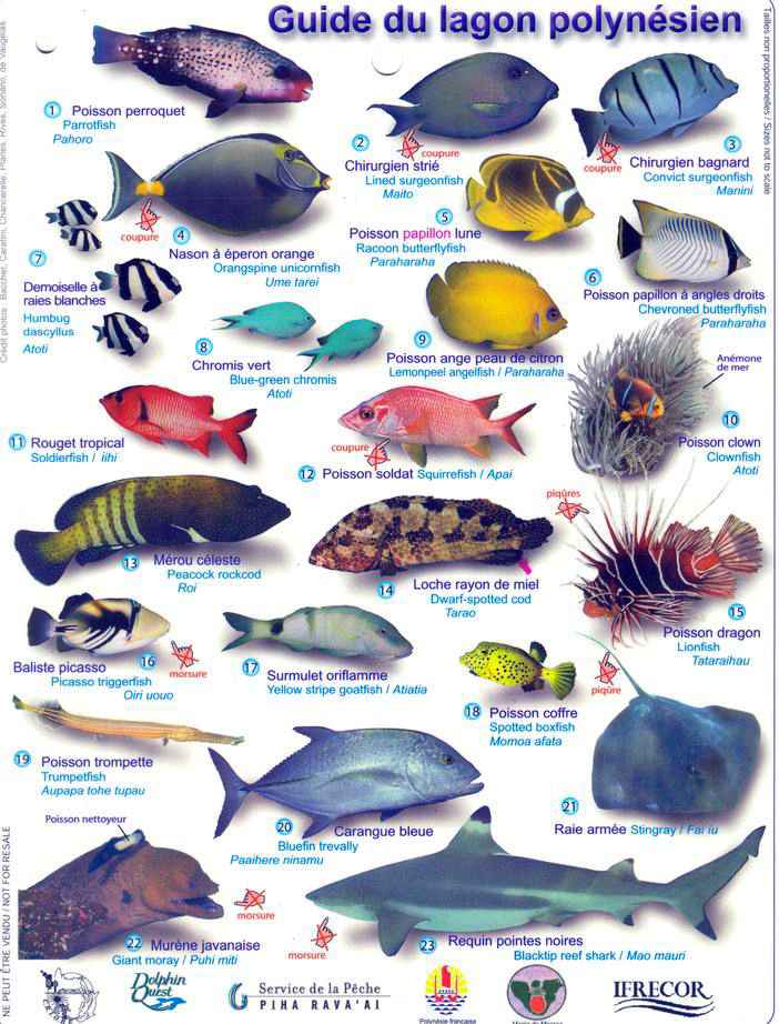 les poissons de polynesie
