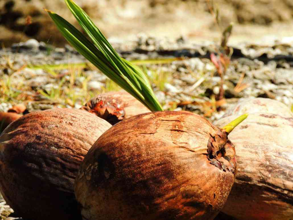 noix de coco en polynesie