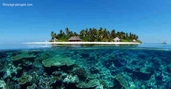 plongee aux maldives
