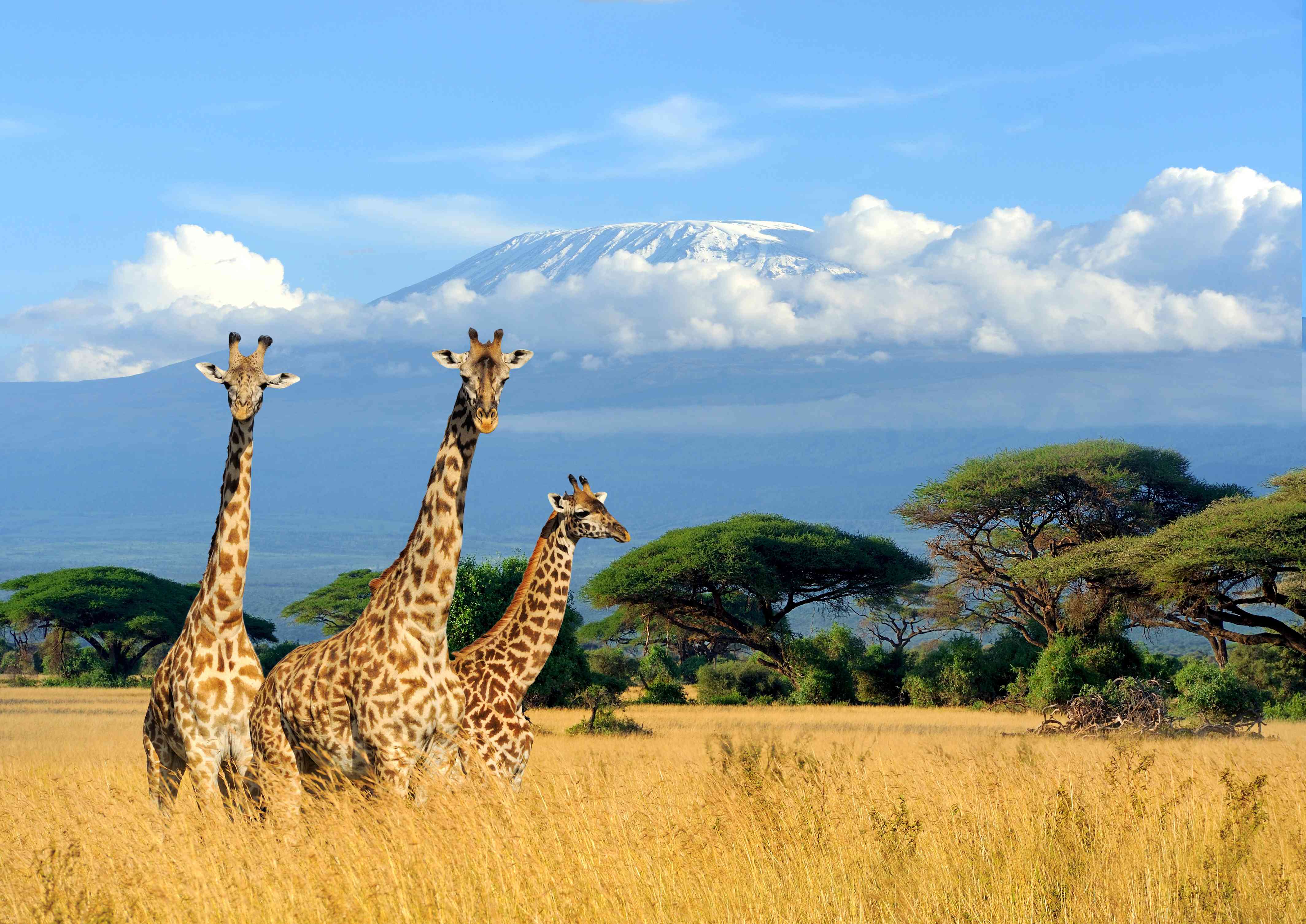 sejour safari et plongee au kenya