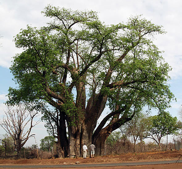 big tree baobab - Victoria falls