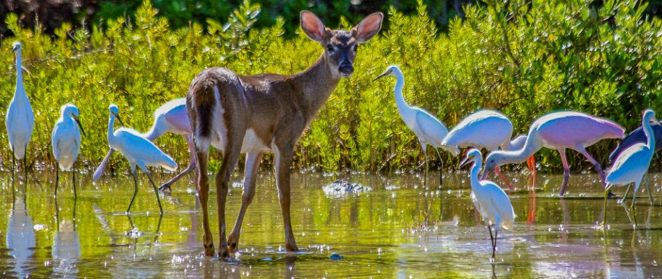 National-Key-Deer-Refuge