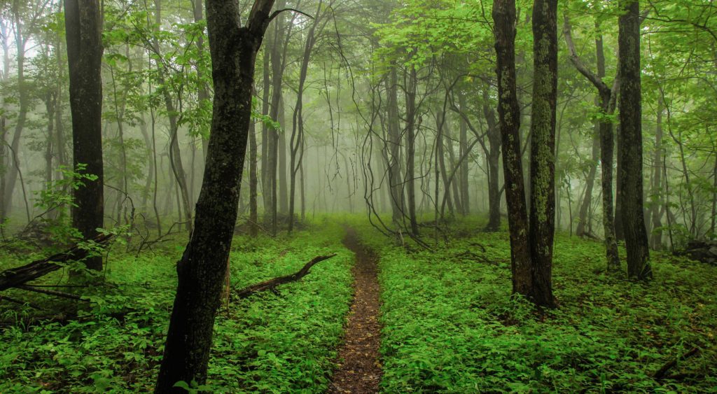 Nature et Forêt