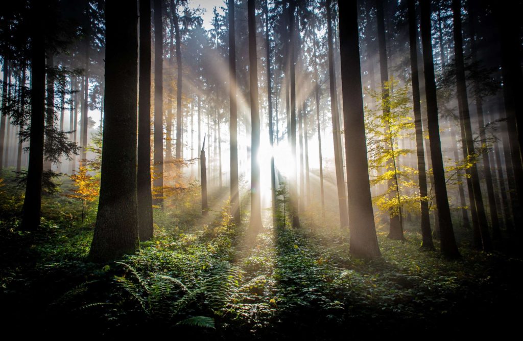 Nature