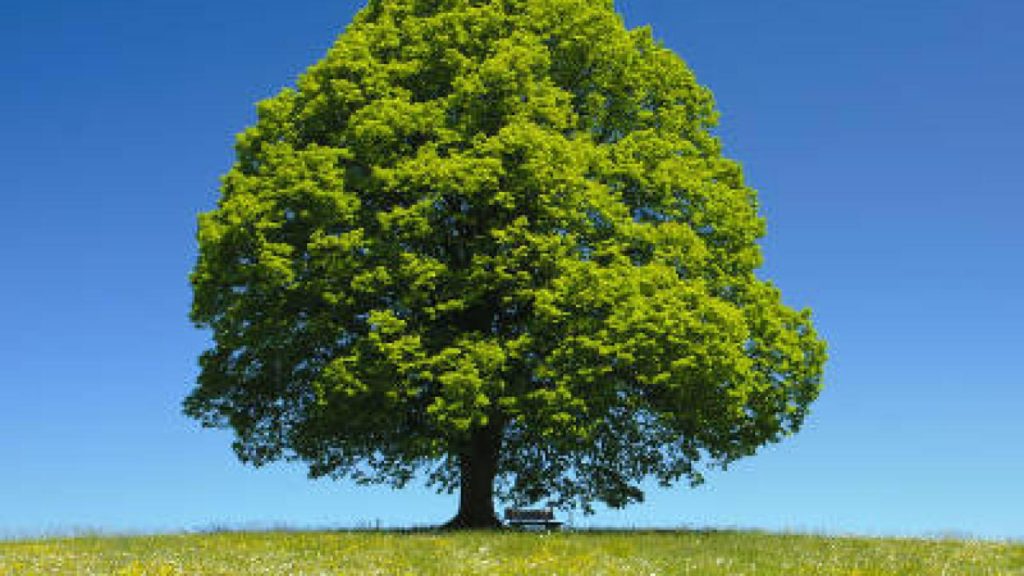 Arbre