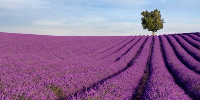 Provence Alpes Cote D'azur