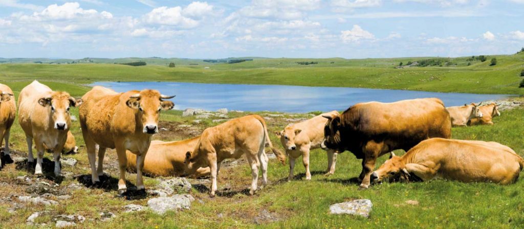 Aubrac Paysage