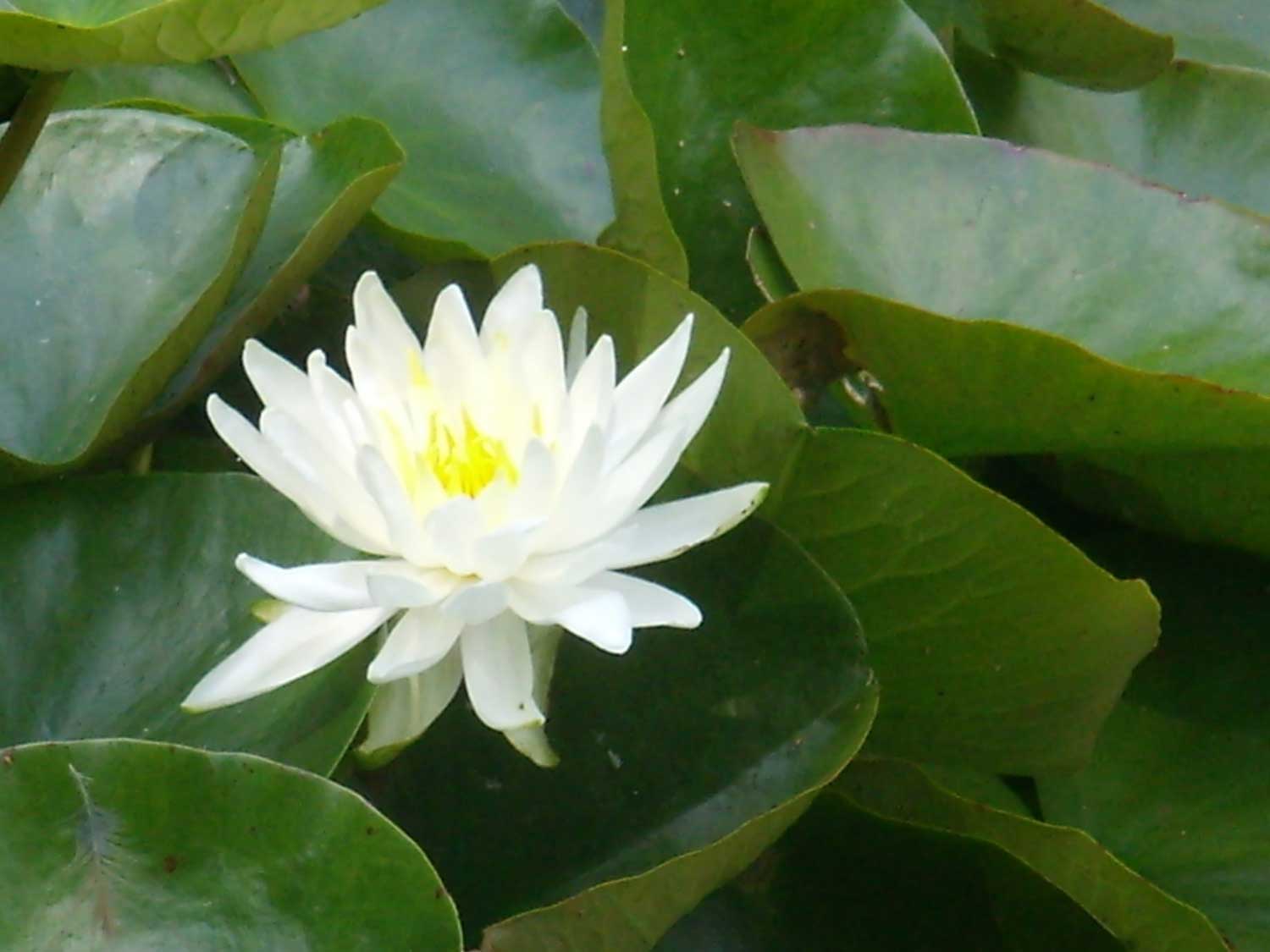 Plantes