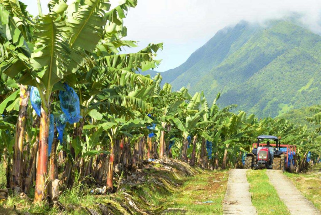 Les hauts de Cambrefort en Guadeloupe