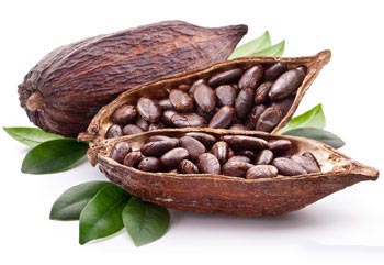 Cacao et Nutrition