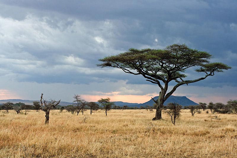 Parc Naturel de Serengeti