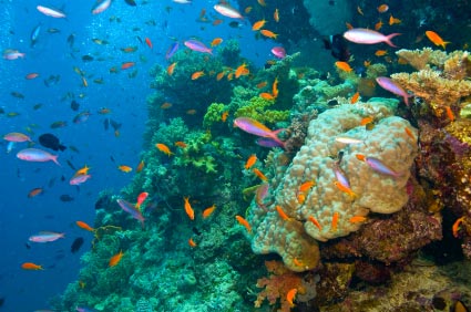Plongée sous marine en Australie