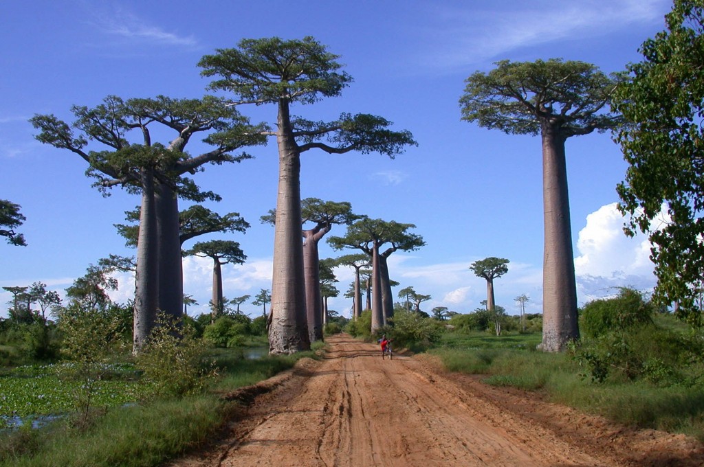 Paysage de Baobabs à Madagascar