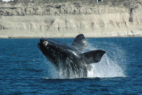 Une baleine dans la Péninsule Valdes
