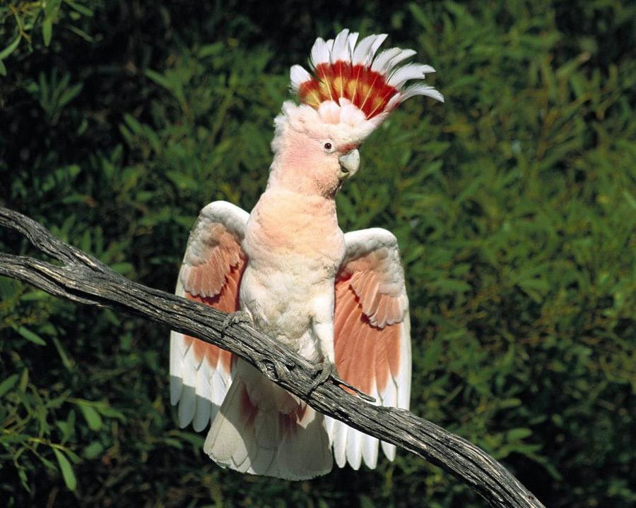 Oiseau de la réserve naturelle de Kakadu