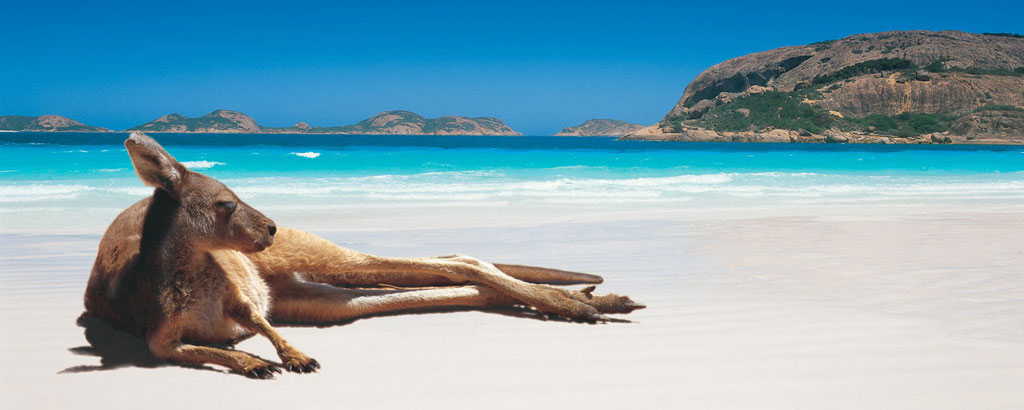 Un Kangourou sur une plage en Australie