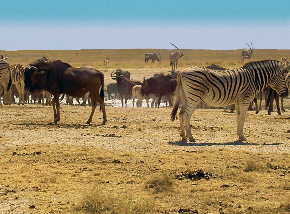 Namibie tourisme - Parc Etosha