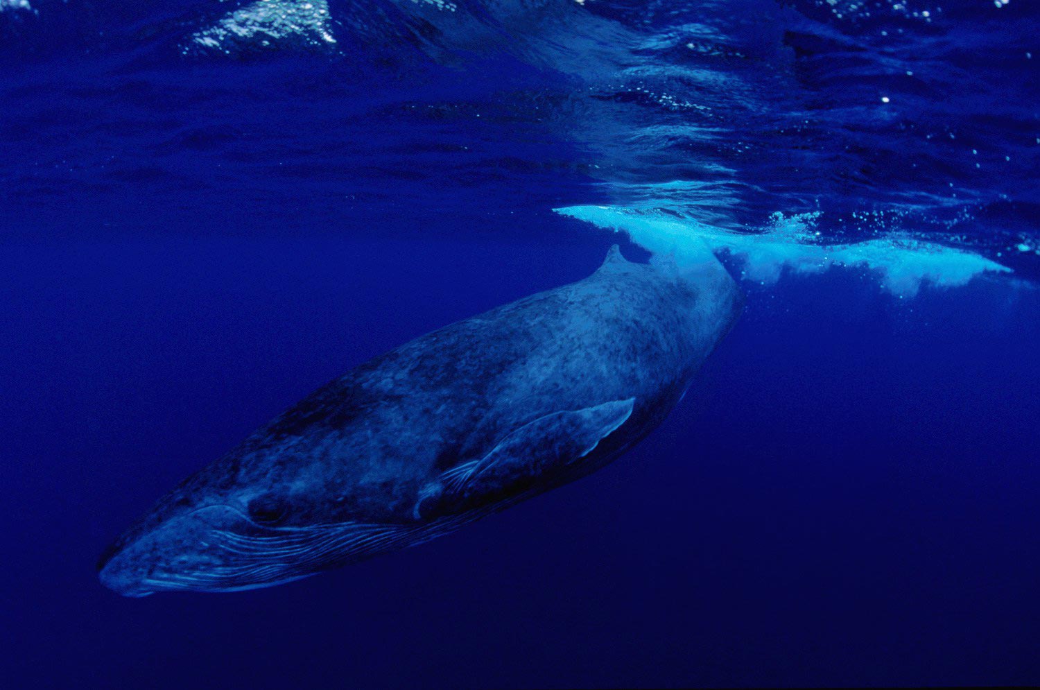 Plongée avec une baleine à Rurutu